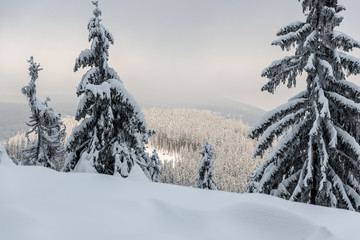 winter scenery with snow, few spruce trees on the frontyard and hill covered by frozen forest