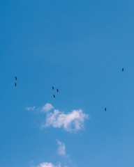 Bird Flying High