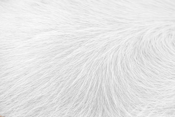 White clean horse fur texture nature for soft smooth background
