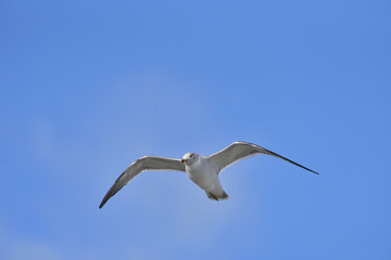 Seagull