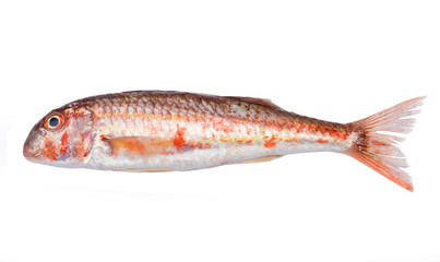 Red mullet isolated on white background 