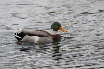 Stockente Hybrid