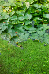 The leaves of the lotus and duckweeds 