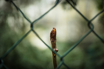 Knosp