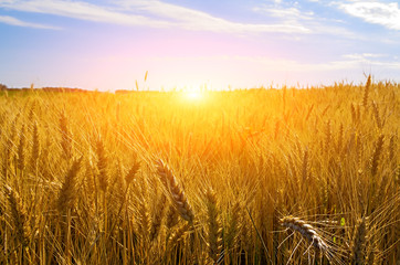 Naklejka premium Sunset Wheat field
