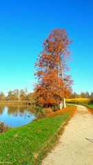 Autumn landscape on the lake shore