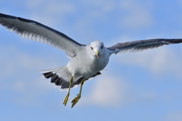 Seagull