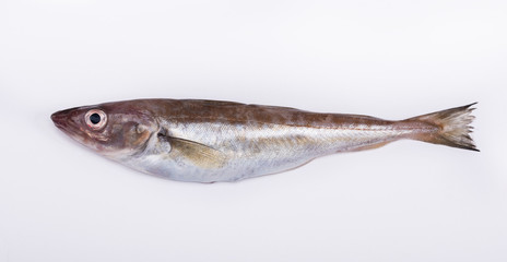 Haddock on white background