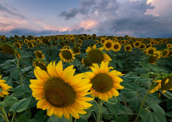 Obraz premium Sunflowers and the sunny day