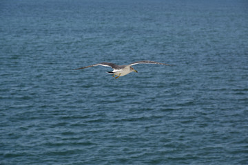 Seagull