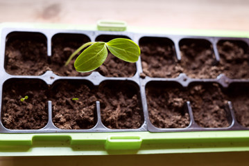 Homegrown young, delicate sugar pea sprout with healthy green leaves growing in gardening seedling container with fresh, organic soil inside on kitchen bench in the countryside