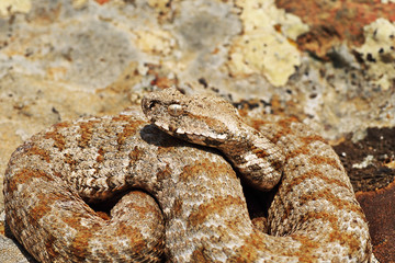 beautiful Milos viper closeup