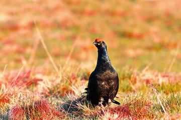 black grouse cock in mating season