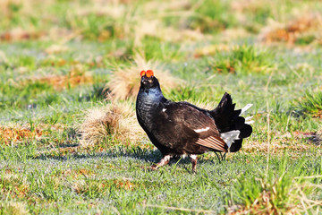 black grouse rutting in mating season