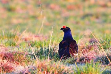 black grouse cock in mating season