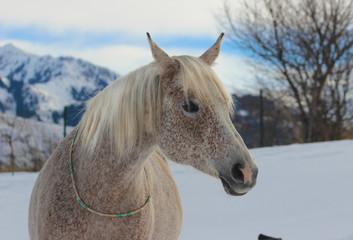 portrait of a white purebred arab horse on a background of mountains