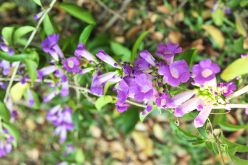 Fototapeta premium Garlic vine violet flower selective focus point