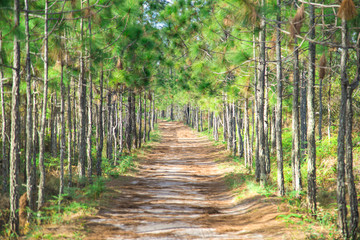  Landscape, nature trails with beautiful green pine trees on the mountain On Phukradueng in Thailand.