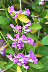 Naklejka premium Garlic vine violet flower selective focus point