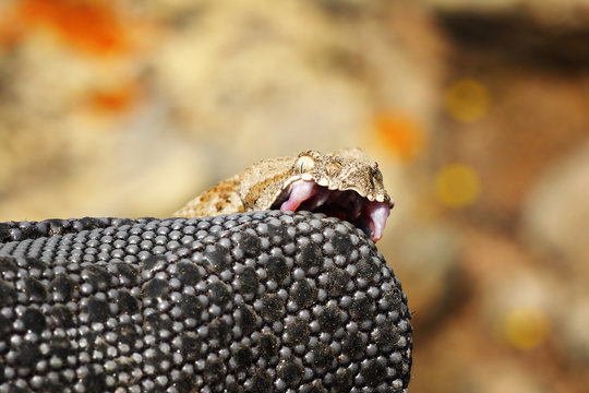 dangerous milos viper biting on herpetologist glove