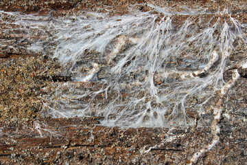 fungus mycelium decaying wood beam