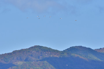 Japanese crested ibis