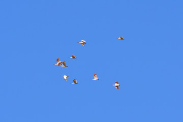 Fototapeta na wymiar Japanese crested ibis