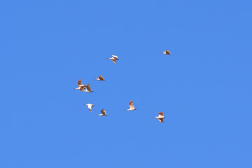 Naklejka na ściany i meble Japanese crested ibis