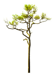 Obraz premium isolated pine tree on a white background.