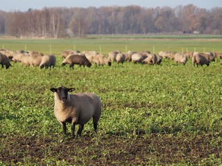 Schafe auf Weide