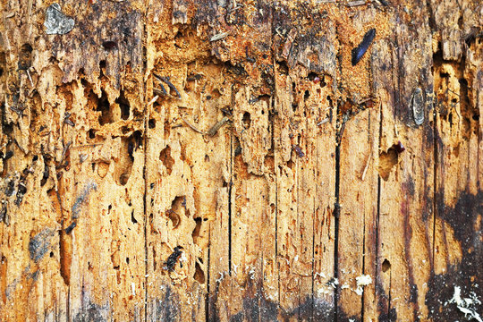wooden background of decayed plank