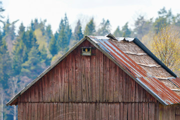 Naklejka premium Kestrel in a nesting box on an old barn