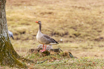 Alone Greylag goose at spring standing on a tree stump