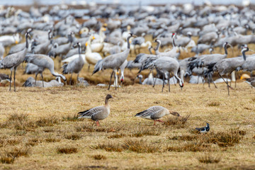 Taiga bean geese at spring
