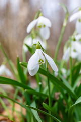 Snowdrops that bloom early in the spring