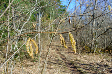 Catkins on a branch in a spring landscape