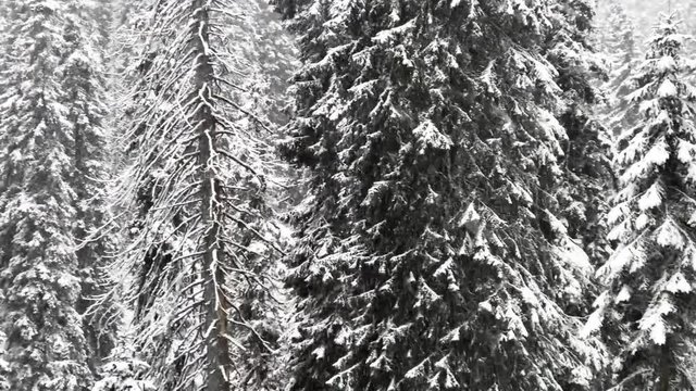 Beautiful fairytale Winter forest with falling snow, Bila Opava, Praded, Jeseniky Mountains, Czech Republic, Europe, 4k footage video.