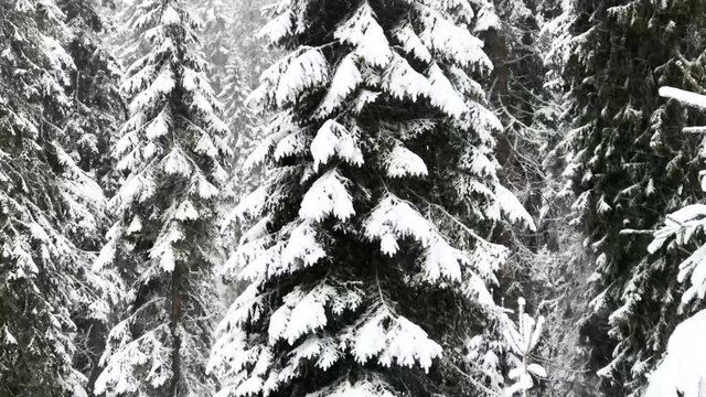 Beautiful fairytale Winter forest with falling snow, Bila Opava, Praded, Jeseniky Mountains, Czech Republic, Europe, 4k footage video.