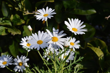 Fototapeta premium Close-up of Beautiful White Daisies, Nature, Macro