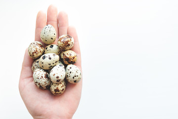 quail eggs in hand, top view