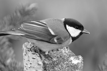 Naklejka premium PASSERINE BIRD GREAT TIT DURING WINTER BIRDWATCHING