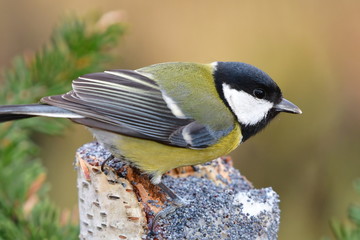 PASSERINE BIRD GREAT TIT DURING WINTER BIRDWATCHING