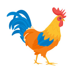 Rooster vector illustration