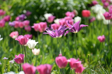 Obraz premium Violette Tulpen