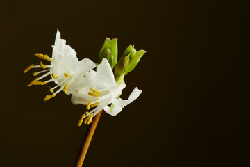 Winter Honeysuckle