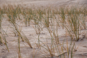 small plants on dune