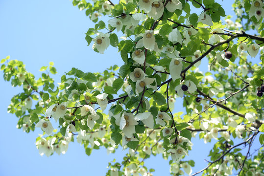 Blüten des Taschentuchbaums