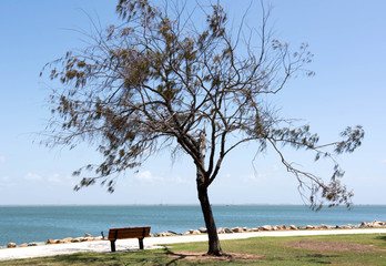 Fototapeta na wymiar Wind swept tree overlooking the smooth ocean