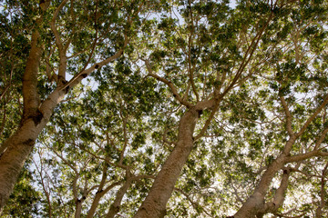 Looking up towards the sky through foliage