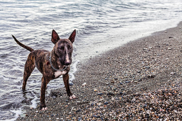 Dog portrait beach with waves